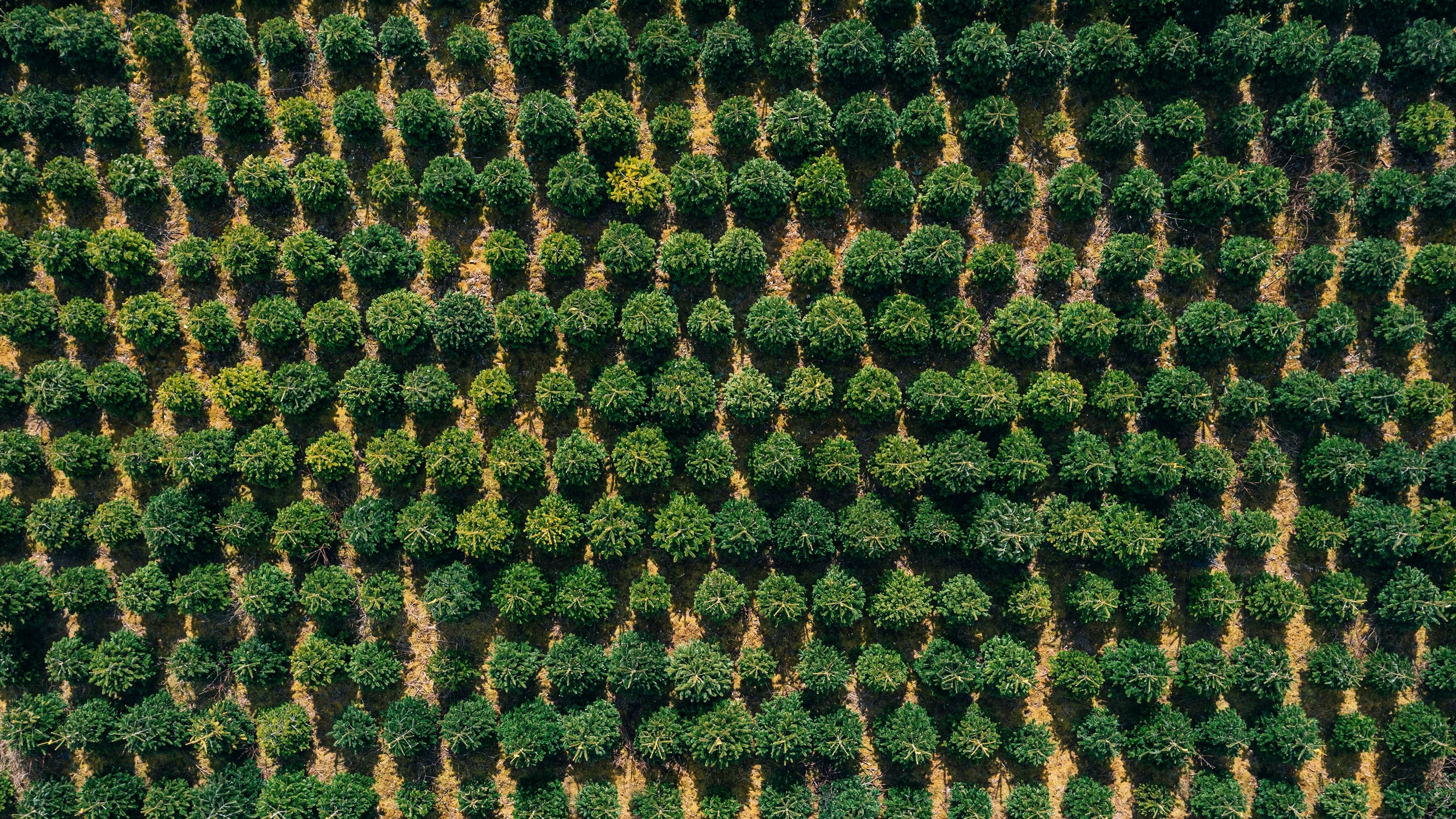 Carbon Markets